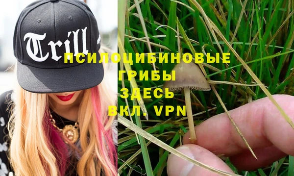 PSILOCYBIN Новокубанск